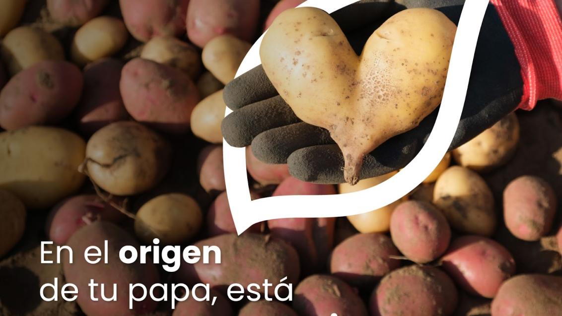 banner_papa_ecuador.jpeg
