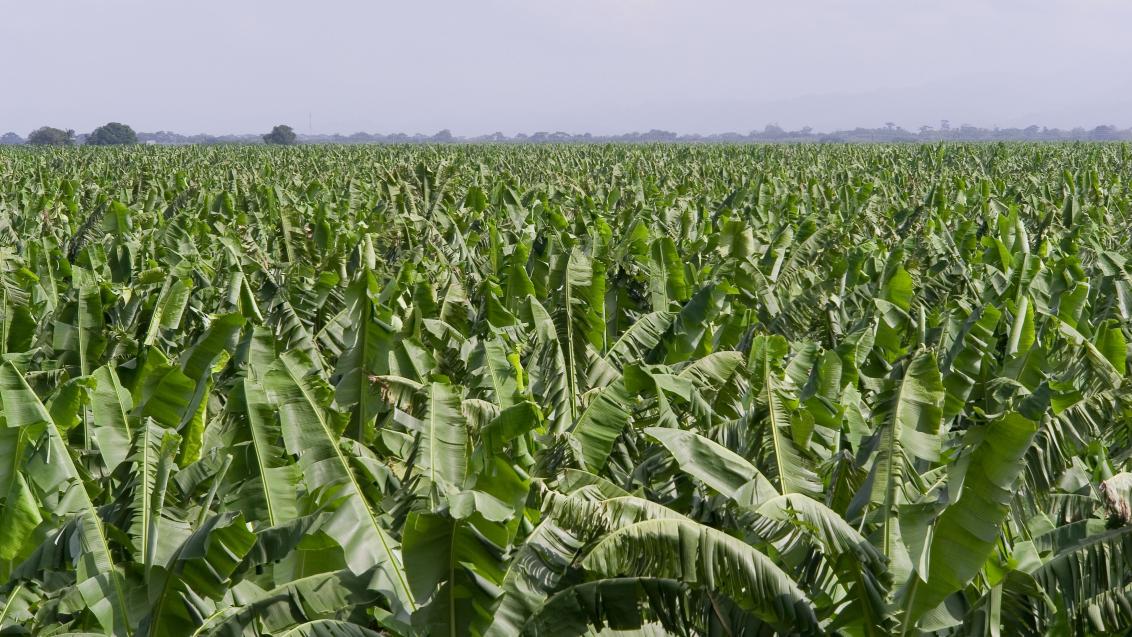 Plantación de banano en campo abierto, cultivo extensivo con plagas del banano presentes en zonas tropicales de Ecuador y Colombia 