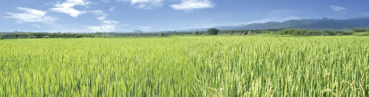 Cultivo arroz