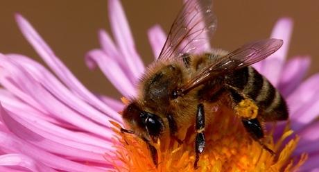 Bee