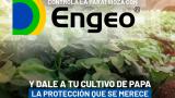 Engeo, el insecticida eficaz en el control de insectos y plagas.Tus cultivos de papa libres de Paratrioza<br>Conoce más aquí