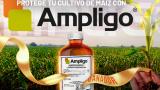 Protege tu cultivo, protege tu inversiónCon Ampligo protege tu cultivo de maíz del Gusano cogollero<br>Conoce más aquí