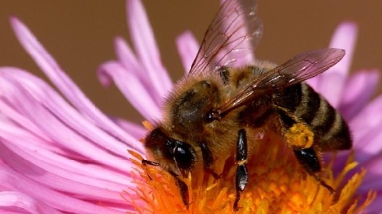 Bee