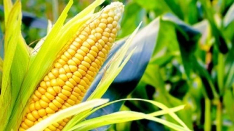 Corn