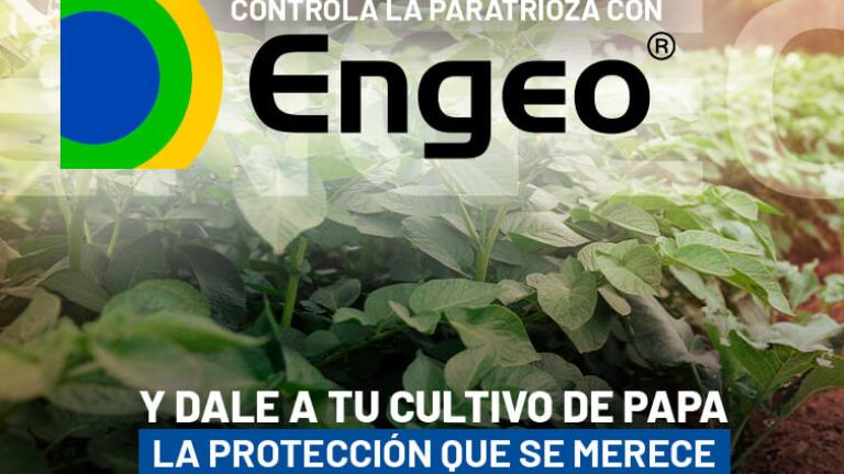 Engeo, el insecticida eficaz en el control de insectos y plagas.Tus cultivos de papa libres de Paratrioza<br>Conoce más aquí