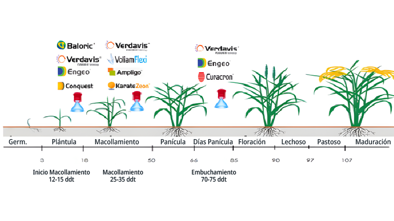 medidas_cultivo_papa2_768x576.png
