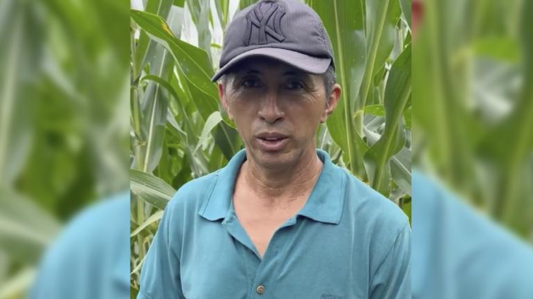 Hombre con gorra y camisa azul en un campo de maíz verde.