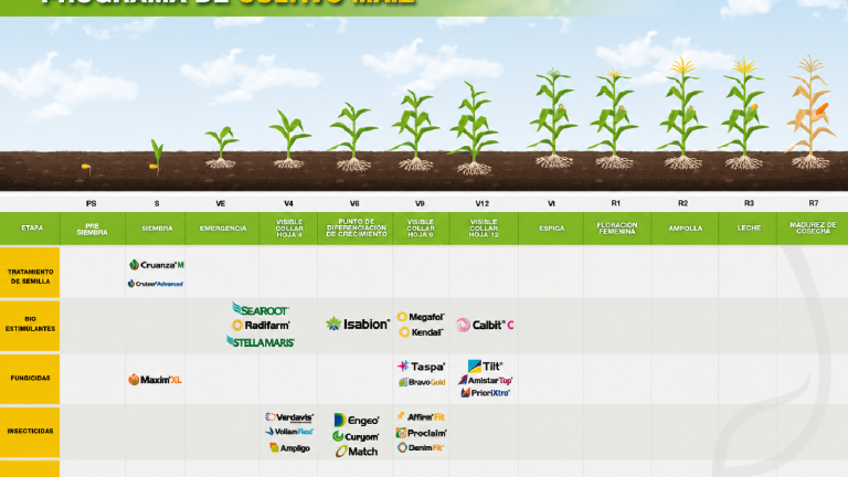 Tabla del programa de cultivo de maíz con etapas y fechas de crecimiento.