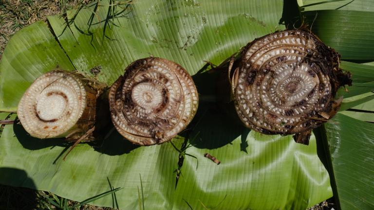 Tres secciones de tronco sobre hojas de plátano verdes, al aire libre.
