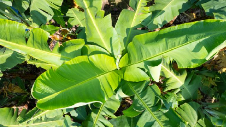 Hojas verdes grandes de platanera iluminadas por el sol en un jardín