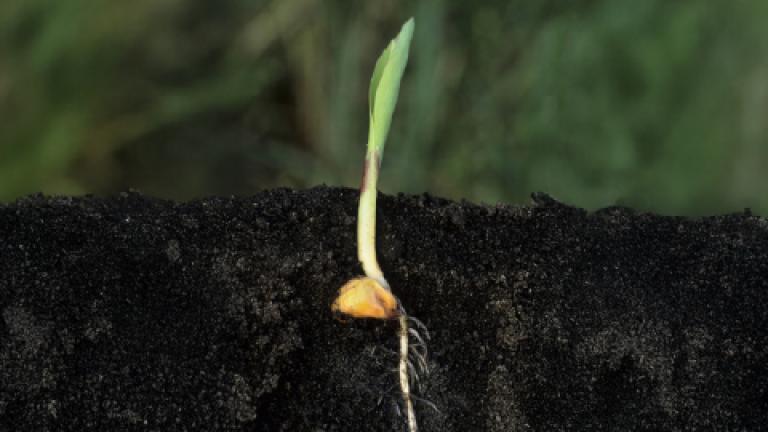Brote verde germinando en tierra negra, con raíz blanca visible