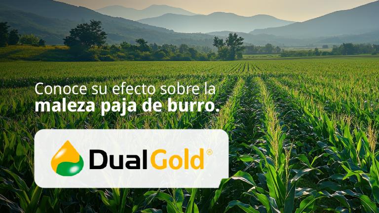 Banner de Dual Gold sobre un campo verde con texto en español sobre maleza de burro.