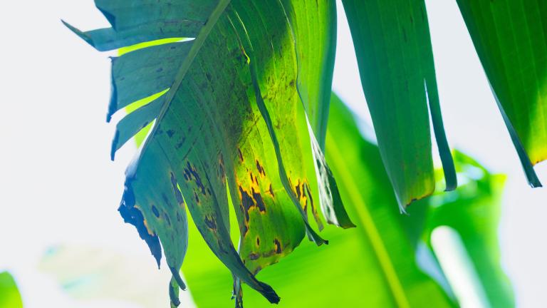 Primer plano de hojas verdes con bordes rasgados a contraluz