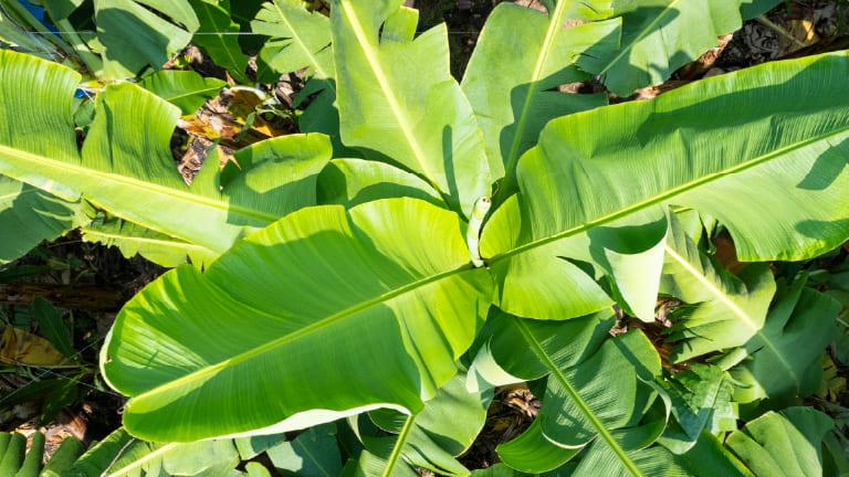Hojas verdes de banano iluminadas por el sol en un jardín