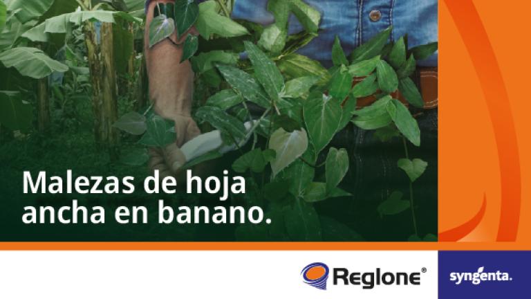 Gráfico con texto: “Malezas de hoja ancha en banano”, entre plantas de banano.