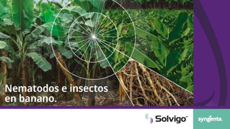 Gráfico sobre nematodos e insectos en banano, con raíces y logotipos de Solvigo y Syngenta