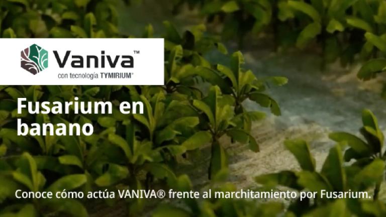 Hoja verde de banano con texto sobre Fusarium y marchitamiento, fondo de plantas y agua