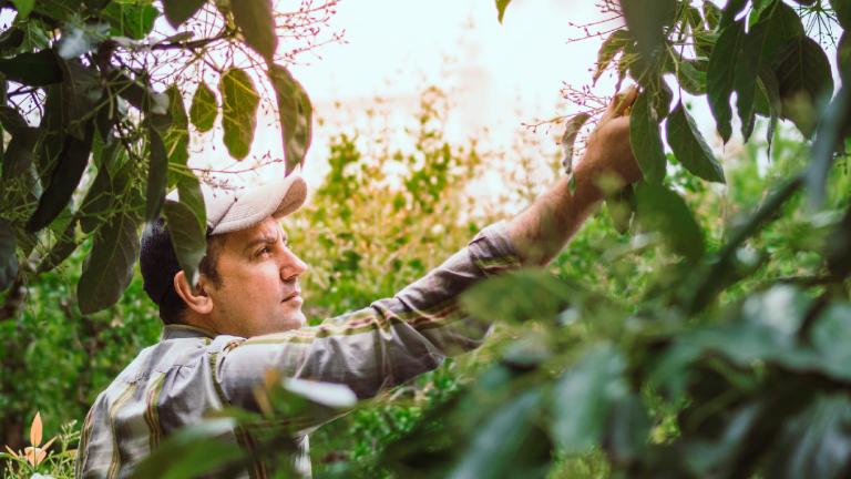 Mujer entre plantas verdes alcanza una rama en un huerto iluminado por el sol.