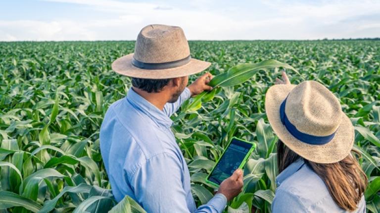 Agricultores con sombreros revisan tablet en un campo verde de maíz.
