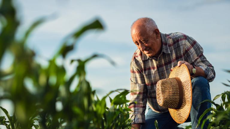 Hombre con sombrero de paja trabajando en un campo de maíz bajo cielo azul.