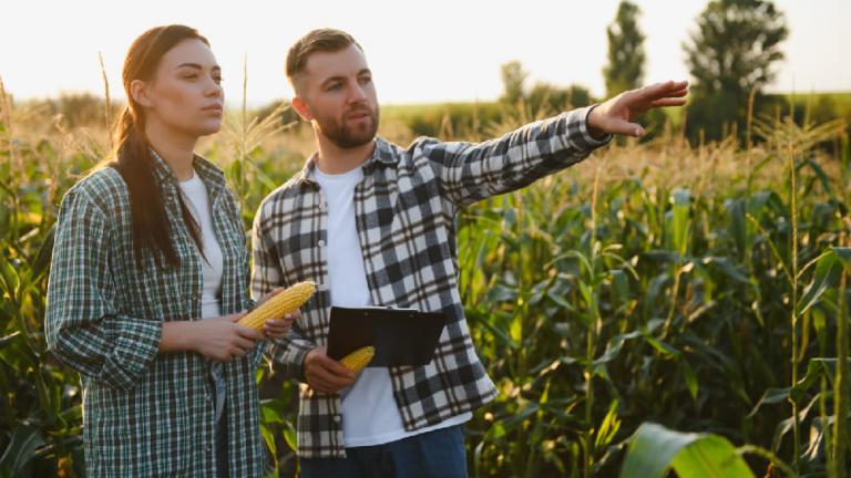 Agricultores en un campo de maíz, uno señala a lo lejos al atardecer.