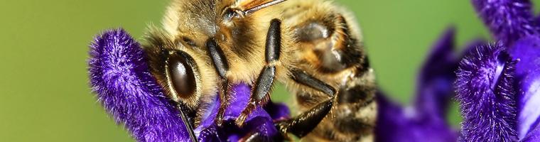 Biodiversidad