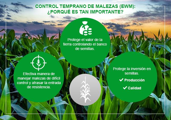 Syngenta