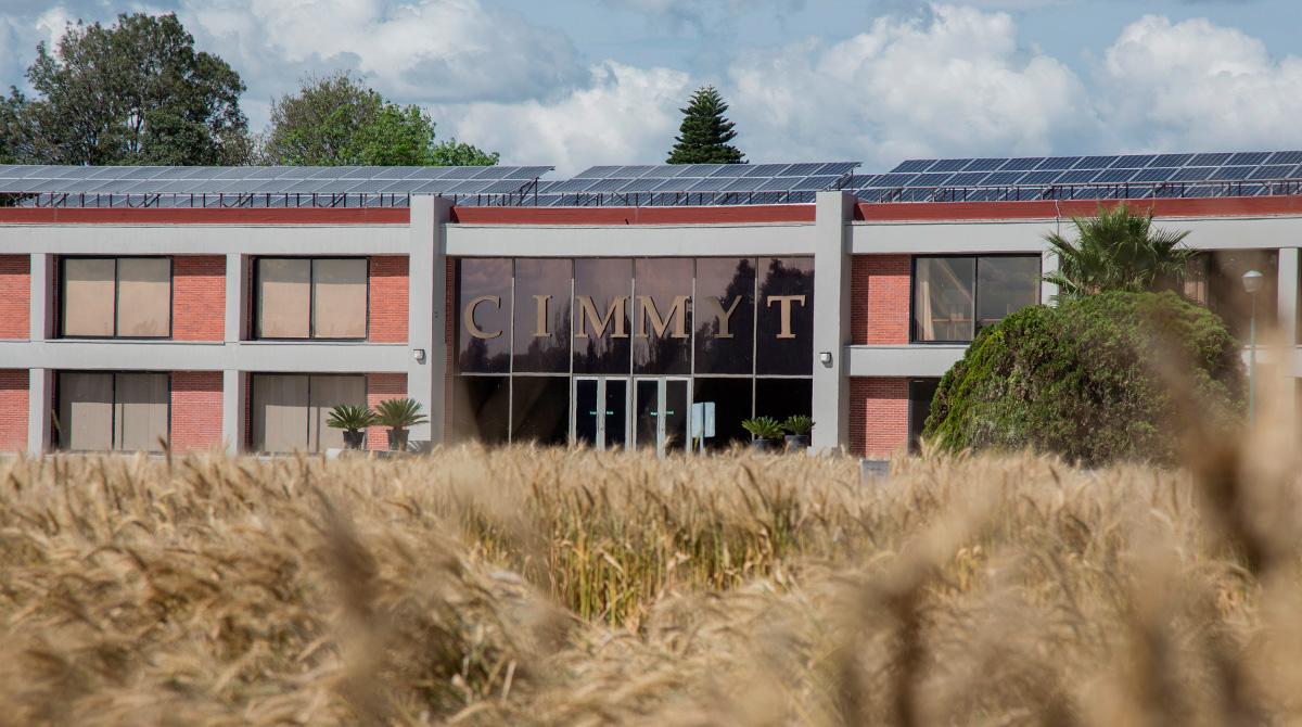 Construir alianzas Cimmyt