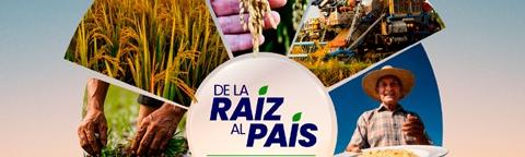 Banner de la raíz al país