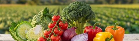 Variedad de vegetales frescos sobre mesa, con campo cultivado al fondo.