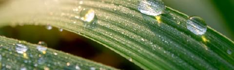 Gotas de rocío sobre hojas verdes, con una gota grande en primer plano