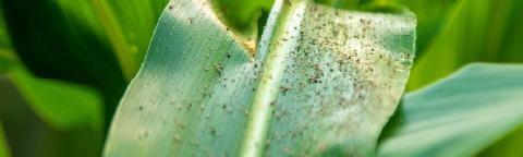 Primer plano de hoja verde con manchas y fondo de hojas desenfocado
